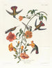 Koliber z mangrowego lasu - John James Audubon — widok dzieła