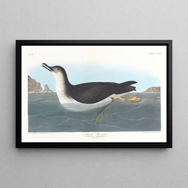 Puffin des Anglais - John James Audubon — oprawiony obraz na ścianie