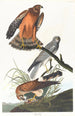 Busard des marais - John James Audubon — widok dzieła