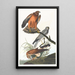 Busard des marais - John James Audubon — oprawiony obraz na ścianie