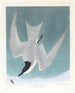 Gwiazdy bagna - John James Audubon — widok dzieła