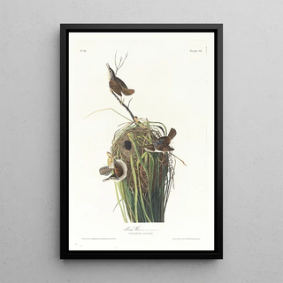 John James Audubon - Marsh wren.webp