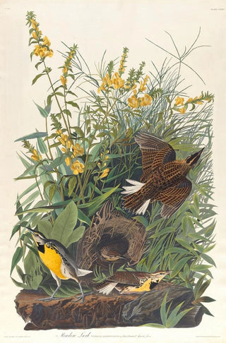 John James Audubon - Meadow lark.webp