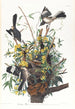 Moqueur - John James Audubon — widok dzieła