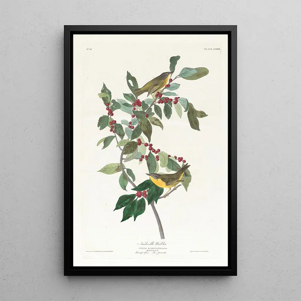 John James Audubon - Nashville warbler.webp