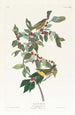 Paruline de Nashville - John James Audubon — widok dzieła