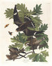 Sowa nocna - John James Audubon — widok dzieła