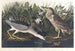 Bihoreau ou oiseau-qua - John James Audubon — widok dzieła