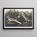 Bihoreau ou oiseau-qua - John James Audubon — oprawiony obraz na ścianie