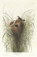 Troglodyte des marais de Nuttall - John James Audubon — widok dzieła