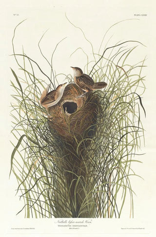 John James Audubon - Nutalls lessermarsh wren.webp