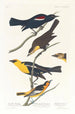 Étourneau de Nuttall Troupiale à tête jaune Oriole de Bullock - John James Audubon — widok dzieła