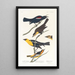 Étourneau de Nuttall Troupiale à tête jaune Oriole de Bullock - John James Audubon — oprawiony obraz na ścianie
