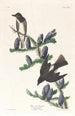 Moucherolle z oliwkowymi bokami - John James Audubon — widok dzieła