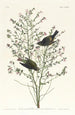 Paruline à couronne orangée - John James Audubon — widok dzieła