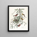 Loriot des vergers - John James Audubon — oprawiony obraz na ścianie