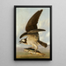 Balbuzard i Ryba słaba - John James Audubon — oprawiony obraz na ścianie