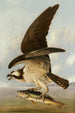 Balbuzard i Ryba słaba - John James Audubon — widok dzieła