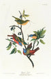 Pinson malowany - John James Audubon — widok dzieła