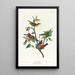 Pinson malowany - John James Audubon — oprawiony obraz na ścianie