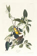 Paruline des palmiers - John James Audubon — widok dzieła