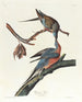 gołębia pocztowego - John James Audubon — widok dzieła