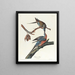 gołębia pocztowego - John James Audubon — oprawiony obraz na ścianie