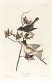 Moucherolle péwit - John James Audubon — widok dzieła