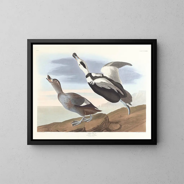 Kaczka z nogami - John James Audubon — oprawiony obraz na ścianie