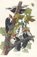 Pic à tête rouge - John James Audubon — widok dzieła