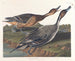 Kaczka z ostrym ogonem - John James Audubon — widok dzieła