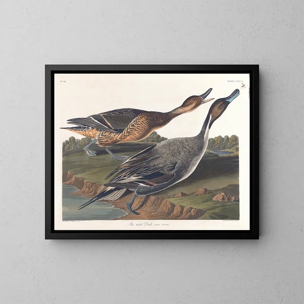 Kaczka z ostrym ogonem - John James Audubon — oprawiony obraz na ścianie
