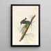 Paruline des pins - John James Audubon — oprawiony obraz na ścianie