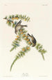 Pinson des pins - John James Audubon — widok dzieła