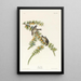 Pinson des pins - John James Audubon — oprawiony obraz na ścianie
