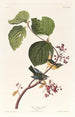 Paruline des marais - John James Audubon — widok dzieła