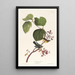 Paruline des marais - John James Audubon — oprawiony obraz na ścianie
