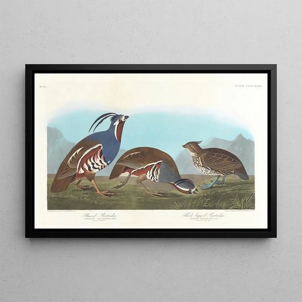 Perdrix huppée, Perdrix à pattes épaisses - John James Audubon — oprawiony obraz na ścianie
