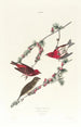 purpurowego rosellina - John James Audubon — widok dzieła