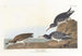 Bécasseau violet - John James Audubon — widok dzieła