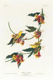 Paruline de Rathbone - John James Audubon — widok dzieła