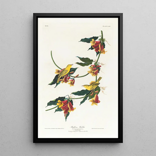 John James Audubon - Rathbone warbler.webp