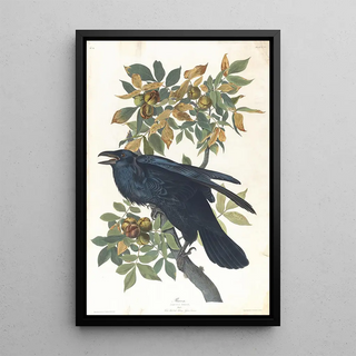 John James Audubon - Raven.webp