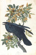 Kruk - John James Audubon — widok dzieła