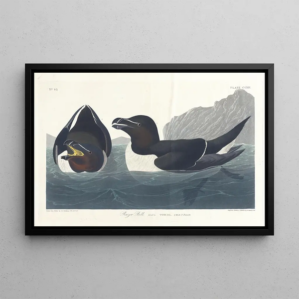 Mały pingwin - John James Audubon — oprawiony obraz na ścianie