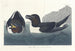 Mały pingwin - John James Audubon — widok dzieła