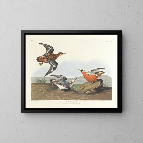 Phalarope à bec rouge - John James Audubon — oprawiony obraz na ścianie