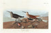 Bécasseau maubèche - John James Audubon — widok dzieła