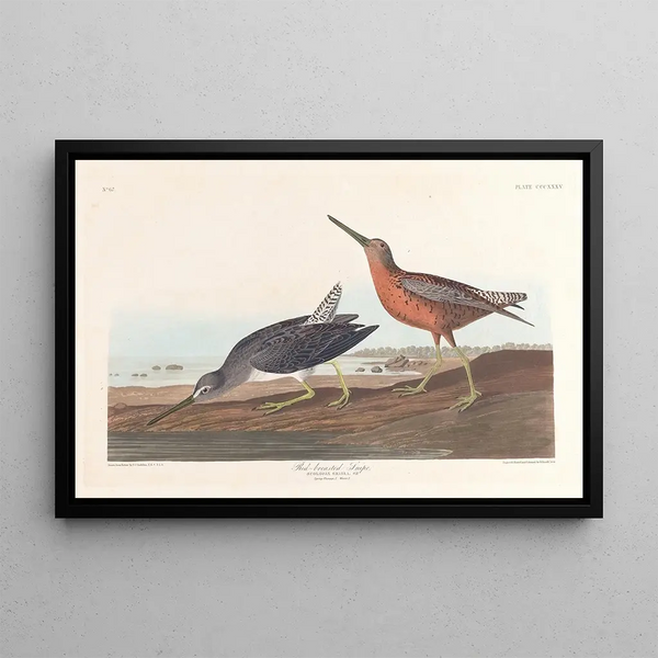 Bécassine à Poitrine Rouge - John James Audubon — oprawiony obraz na ścianie