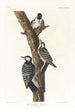 Pic à face blanche - John James Audubon — widok dzieła